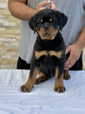 World Class AKC European Rottweiler Puppies