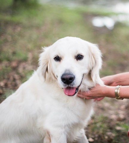 English Golden Retriever Puppies