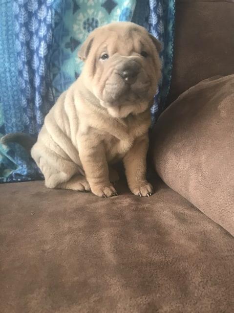 Chinese sharpei male puppy