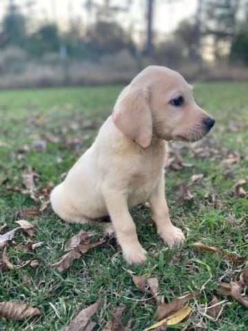 Labrador Retriever puppy for sale + 62673