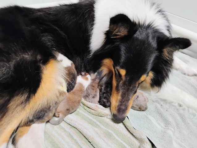AKC Health Tested Rough Collie Puppies