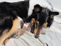 Collie thumbnail
