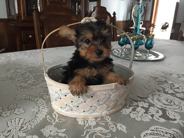 Yorkshire Terrier puppy for sale + 54506