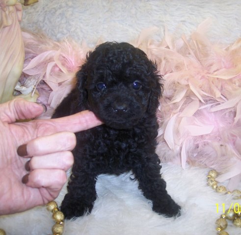 Yorkipoo puppy for sale + 50699