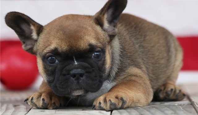 French Bulldog puppy for sale + 53889