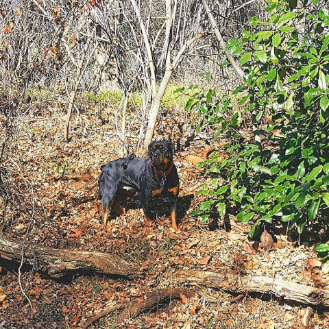Male and female Rottweiler breeding pair