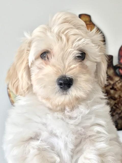 HAVANESE Puppy Female WHITE with CREAM accents