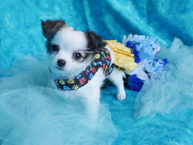 Chi WOW WOW Puppy
