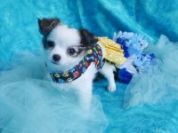 Chi WOW WOW Puppy Chihuahua for sale/adoption