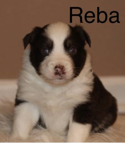 Reba Red Tri Female  Australian shepherd