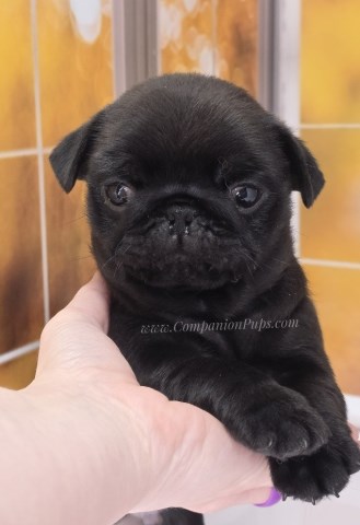 Pug puppy for sale + 66741
