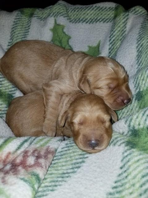 F1 & F1b Medium Goldendoodles - Ready to go home January 2018