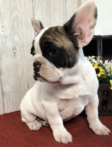French Bulldog puppy for sale + 59778
