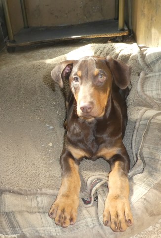 Doberman pup, AKC papers, RED MALE