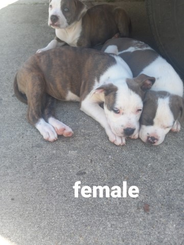 Pit bull puppies