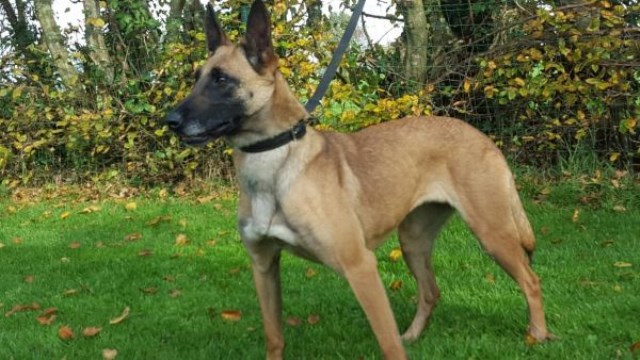 Malinois puppy for sale + 50749