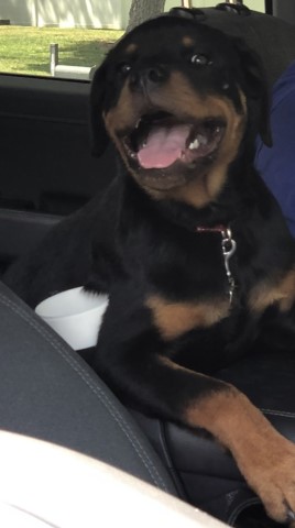Rottweiler puppy for sale + 66109