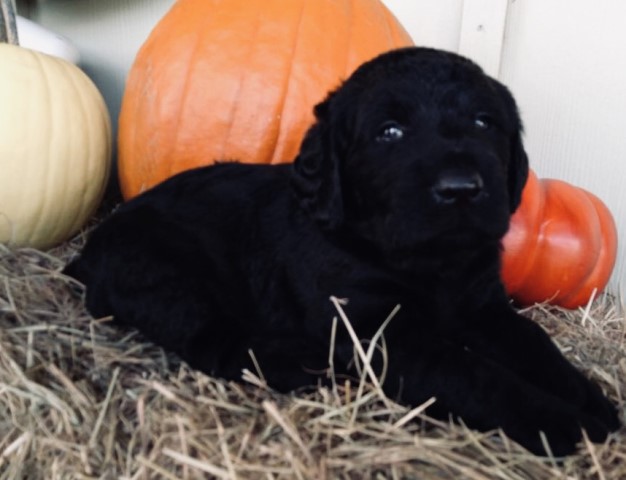 Glossy F1 Labradoodles