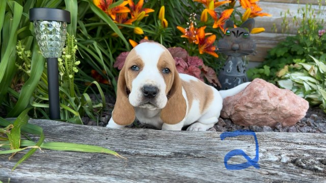 Basset Hound puppy for sale + 65995