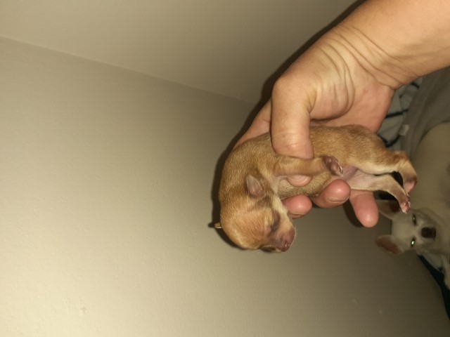 Pure bred teacup chihuahua puppies