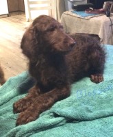 F2b Doodle Puppies Labradoodle for sale/adoption