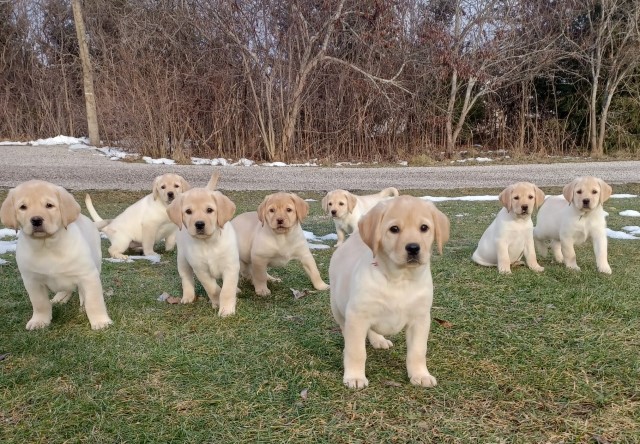 Labrador Retriever puppy for sale + 64527