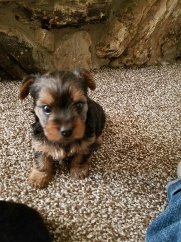 Yorkshire Terrier puppy for sale + 49180
