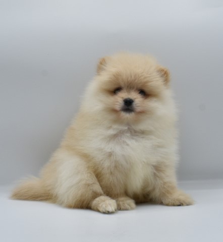Purebred Pomeranian Puppy GIRL Susu