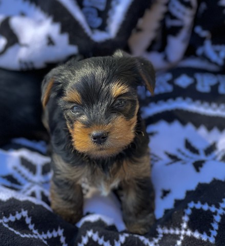 Yorkshire Terrier puppy for sale + 62531