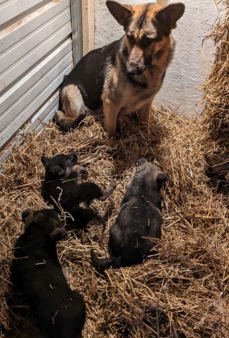 German Shepherd Puppies