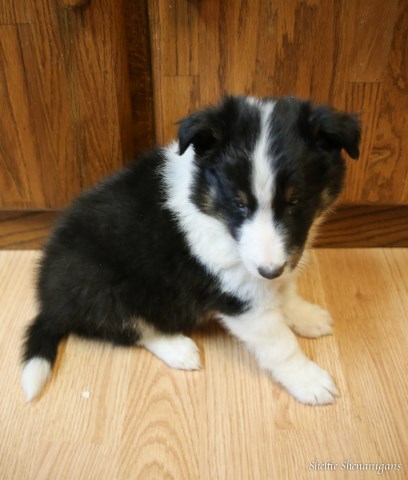 Shetland Sheepdog puppy for sale + 48626