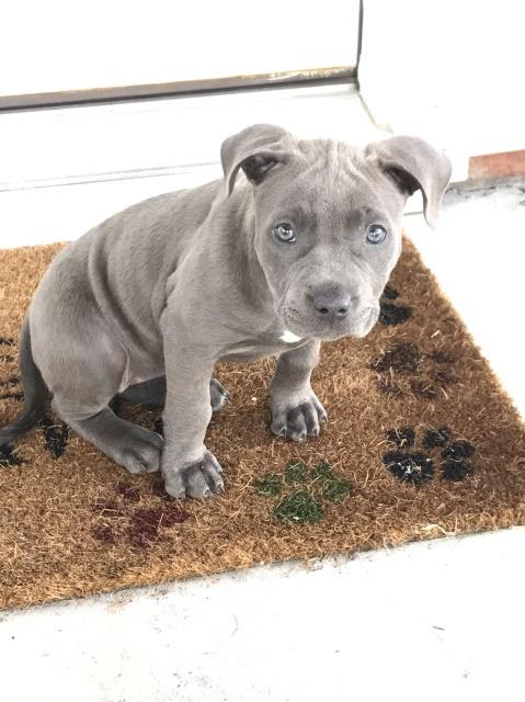 Blue Pitbull puppy