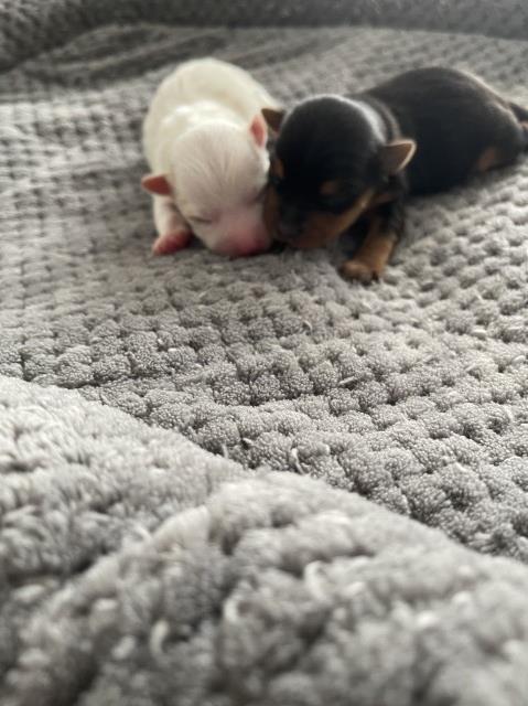 Female and Male Yorkie