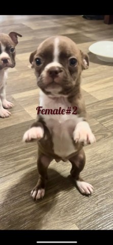 Precious red and white boston puppies for sale
