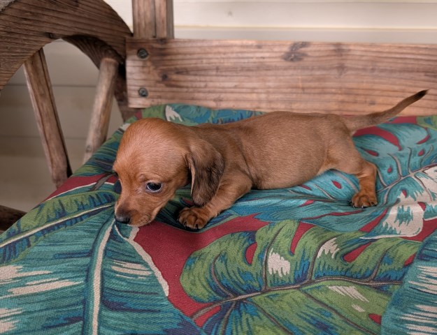 Dachshund puppy for sale + 59906