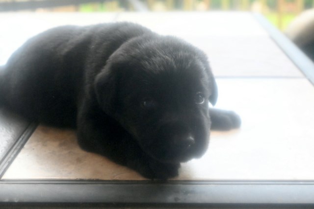 AKC Black Labrador Retriever Puppies for Sale!