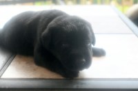 Labrador Retriever thumbnail