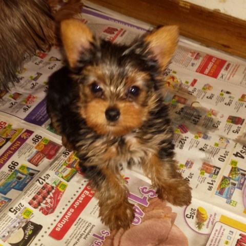 Baby Doll Face Yorkie -Male