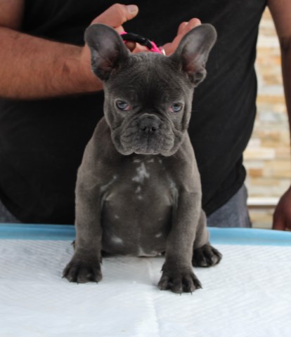 French Bulldog puppy for sale + 60008