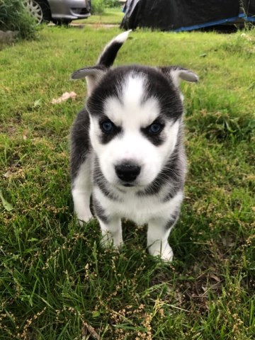 Male Siberian Husky