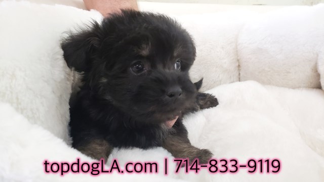 Morkie puppy for sale + 52370