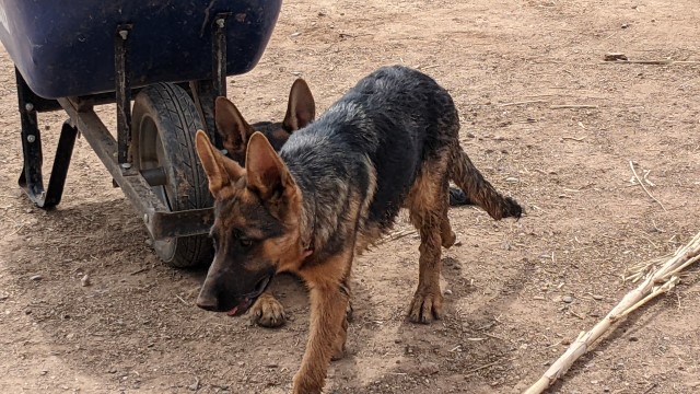 AKC Female German Shepherd  In AZ