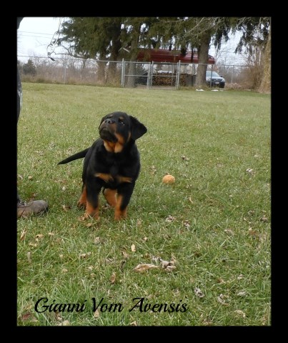 Massive Show Quality Male Rottweiler Puppy
