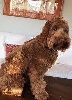 6 weeks old labradoodle puppies Labradoodle for sale/adoption