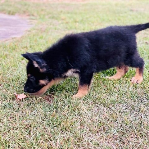 Quality German Shepherd puppies