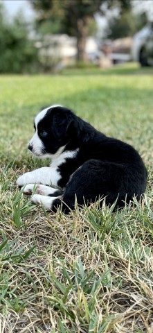 Miniature Australian Shepherd puppy for sale + 62133