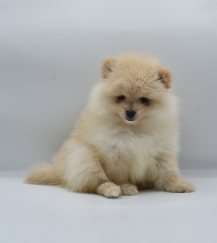 Pomeranian puppy for sale + 62806