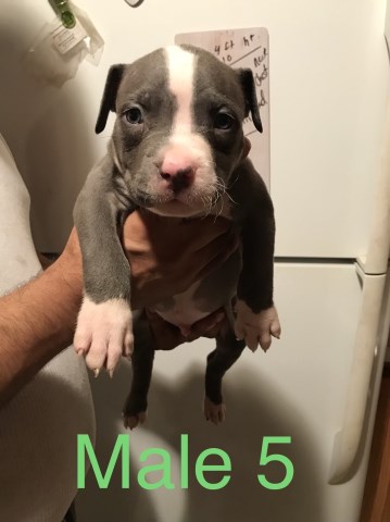 American Pit Bull Terrier puppy for sale + 50996