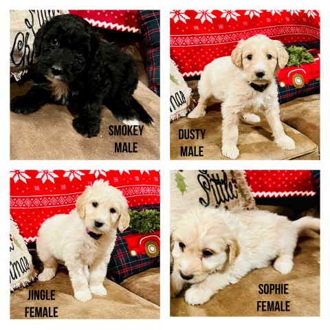 Goldendoodle puppy for sale + 66340