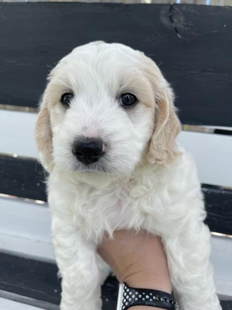 Goldendoodle puppy for sale + 61824